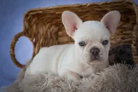 Tulip✨(two blue eyes), a female French Bulldog for sale in Fresno, OH – 7 of 9