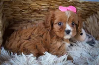 Katie🎀, a female Cavapoo for sale in Fresno, OH – 3 of 10