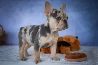 Tinsley💗, a female French Bulldog for sale in Fresno, OH – 7 of 10