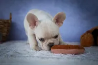 Tansy🎀(two blue eyes), a female French Bulldog for sale in Fresno, OH – 5 of 10