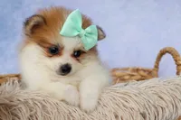 Frankie 🐶, a male Pomeranian for sale in Fresno, OH – 3 of 9