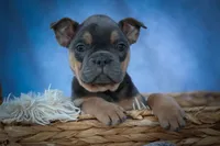 Peaches 🍑 — A Charming F2 Frenchton Puppy!, a female Frenchton for sale in Fresno, OH – 9 of 10