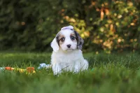 Ivory Rose 💕, a female Cavapoo for sale in Fresno, OH – 2 of 7