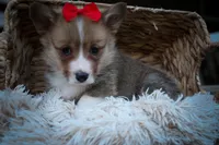 Scotty🐾, a male Pembroke Welsh Corgi for sale in Fresno, OH – 3 of 10
