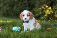 Ike🦴, a male Cavapoo for sale in Fresno, OH – 5 of 6