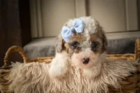Juno 🐾, a male Poodle - Miniature  for sale in Fresno, OH – 8 of 10