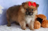 Fabio, a male Pomeranian for sale in Fresno, OH – 8 of 9