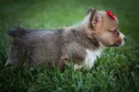 Scotty🐾, a male Pembroke Welsh Corgi for sale in Fresno, OH – 9 of 10
