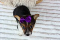 Abby💖, a female Pembroke Welsh Corgi for sale in Fresno, OH – 9 of 10