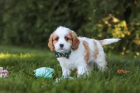 Ike🦴, a male Cavapoo for sale in Fresno, OH – 4 of 6