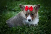 Scotty🐾, a male Pembroke Welsh Corgi for sale in Fresno, OH – 6 of 10