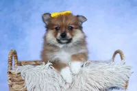 Farris, a male Pomeranian for sale in Fresno, OH – 4 of 10