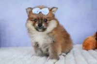 Flossie, a female Pomeranian for sale in Fresno, OH – 9 of 10