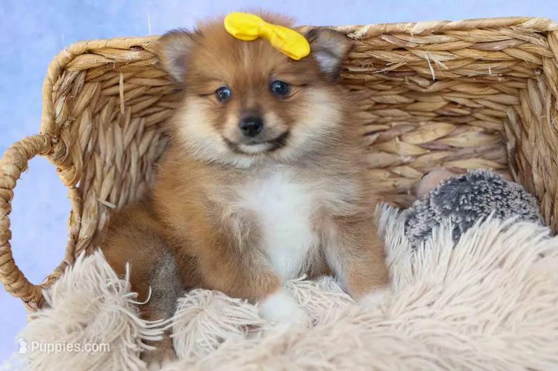 Farris – Pomeranian puppy for sale in Fresno, OH