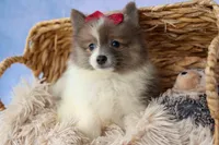 Everest🐾, a male Pomeranian for sale in Fresno, OH – 6 of 9