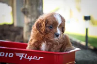 Kyle 🐾, a male Cavapoo for sale in Fresno, OH – 10 of 10