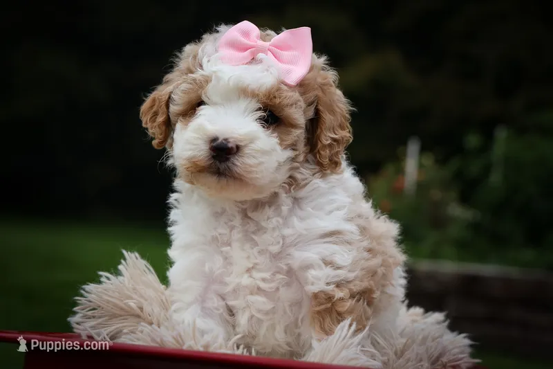 Hailey🎀 – Cavachon puppy for sale in Fresno, OH