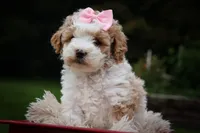 Hailey🎀, a female Cavachon for sale in Fresno, OH – 1 of 10