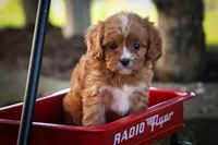 Katie🎀, a female Cavapoo for sale in Fresno, OH – 5 of 10