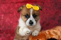 Ariel 🥰, a female Pembroke Welsh Corgi for sale in Fresno, OH – 7 of 10
