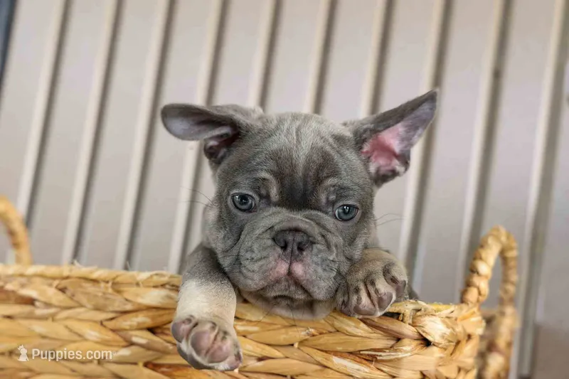  Mickey🐾 – French Bulldog puppy for sale in Fresno, OH