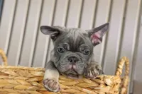  Mickey🐾, a male French Bulldog for sale in Fresno, OH – 1 of 9
