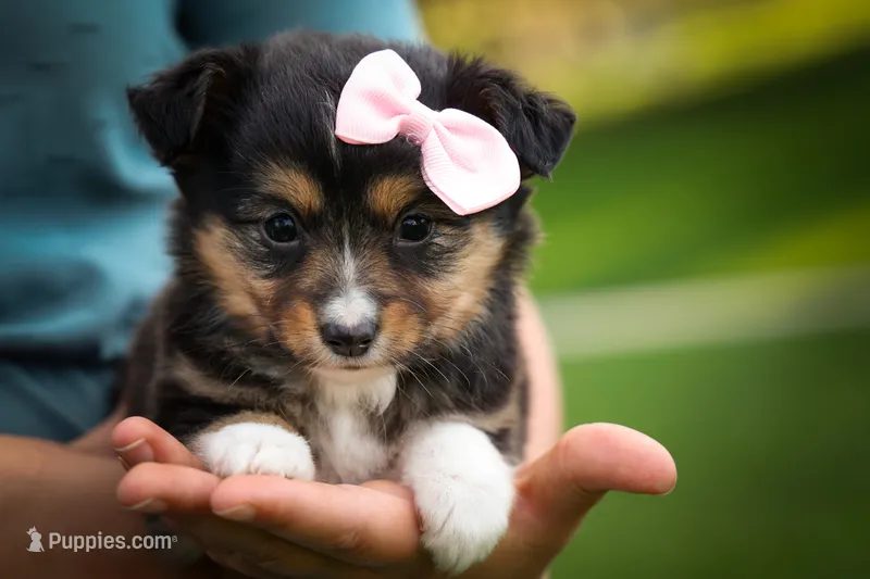 Goldie Mae🎀 – Miniature Aussiedoodle puppy for sale in Fresno, OH
