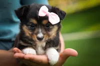 Goldie Mae🎀, a female Miniature Aussiedoodle for sale in Fresno, OH – 1 of 10