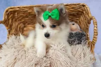 Ernie🐾, a male Pomeranian for sale in Fresno, OH – 2 of 8