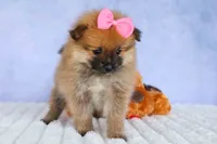 Freya, a female Pomeranian for sale in Fresno, OH – 4 of 10