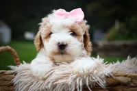 Hailey🎀, a female Cavachon for sale in Fresno, OH – 9 of 10