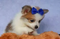 Evan🐶, a male Pomeranian for sale in Fresno, OH – 4 of 10