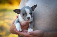 Pumpkin 🎃, a female Frenchton for sale in Fresno, OH – 3 of 9