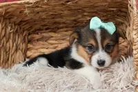  Amara💕, a female Pembroke Welsh Corgi for sale in Fresno, OH – 9 of 10
