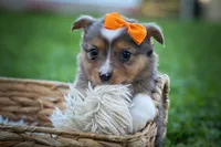 Gracie Lou🎀, a female Miniature Aussiedoodle for sale in Fresno, OH – 8 of 10