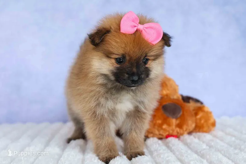Freya – Pomeranian puppy for sale in Fresno, OH