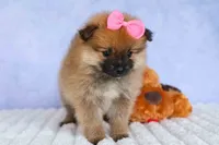 Freya, a female Pomeranian for sale in Fresno, OH – 1 of 10