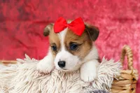 Arlo💙, a male Pembroke Welsh Corgi for sale in Fresno, OH – 1 of 9