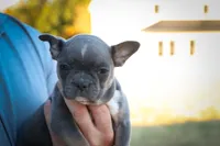 Poppy🎀, a female Frenchton for sale in Fresno, OH – 3 of 9