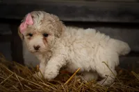  Jett 🦴, a male Poodle - Miniature  for sale in Fresno, OH – 3 of 10