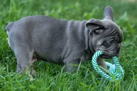  Mickey🐾, a male French Bulldog for sale in Fresno, OH – 5 of 9