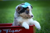 Graham🐾, a male Miniature Aussiedoodle for sale in Fresno, OH – 8 of 9