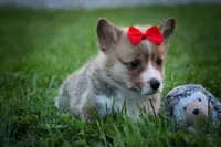 Scotty🐾, a male Pembroke Welsh Corgi for sale in Fresno, OH – 7 of 10