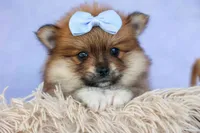 Flossie, a female Pomeranian for sale in Fresno, OH – 5 of 10