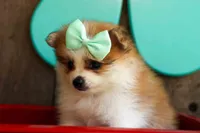 Frankie 🐶, a male Pomeranian for sale in Fresno, OH – 8 of 9