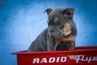 Peaches 🍑 — A Charming F2 Frenchton Puppy!, a female Frenchton for sale in Fresno, OH – 5 of 10