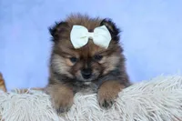 Flynn, a male Pomeranian for sale in Fresno, OH – 3 of 10