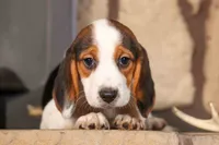 Dottie🎀, a male Beagle for sale in Fresno, OH – 5 of 10
