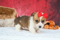 Arlo💙, a male Pembroke Welsh Corgi for sale in Fresno, OH – 3 of 9