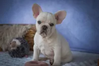 Tansy🎀(two blue eyes), a female French Bulldog for sale in Fresno, OH – 2 of 10